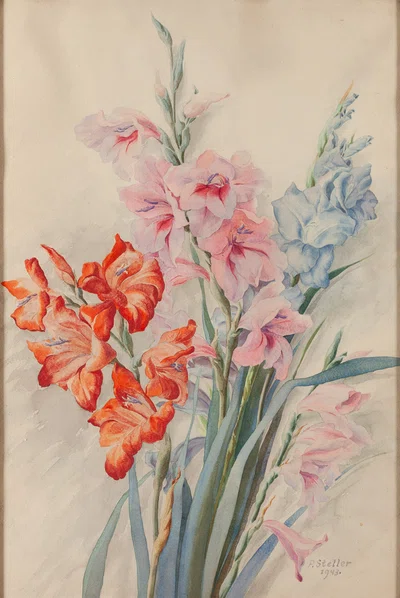 Gladiole, Paweł Steller