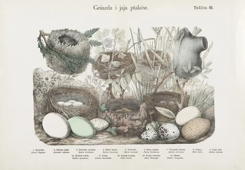 "Gniazda i jaja ptaków", tablica 80, Józef Bąkowski, Marian Łomnicki