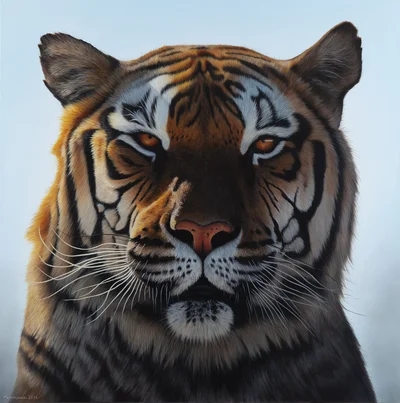 "tiger_02", Kornel Mierzejewski
