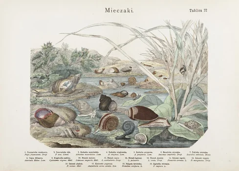 "Mięczaki" Tablica 72, Józef Bąkowski, Marian Łomnicki