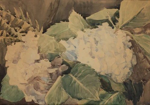 Hortensje, Maria Blomberg-Mrozowska