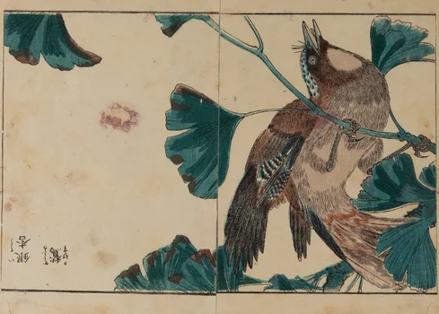 Wierzbówka z cyklu "Kachō shashin zui", Kitao Shigemasa