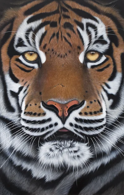 "Asur" z cyklu "Wild Cats", Paulina Wróblewska