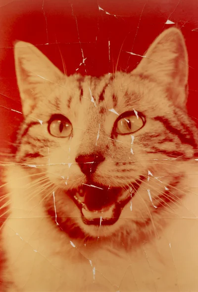 Postcard #2 (CAT), Honza Zamojski