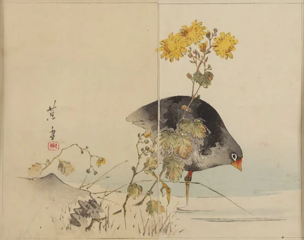 Zimowe chryzantemy , Mishima Shoso