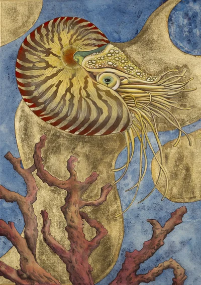 "Nautilus", Hanna Werkowicz